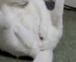 katt runkar