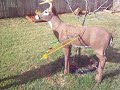 Logan- Bow and Arrows