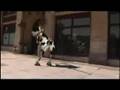 Crazy Mooing Cow