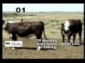 San Luis Ganadero - Remate 1 - Lote 1