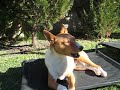 Basenji