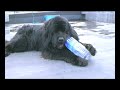 Newfoundland Dog -MONJIRO- Newfoundland Dog -MONJIRO-