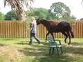 videos de Old Video of my old horse Hannah 2