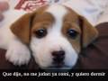 Piky History ' Jack Russell