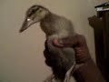 My snake eating a baby duck