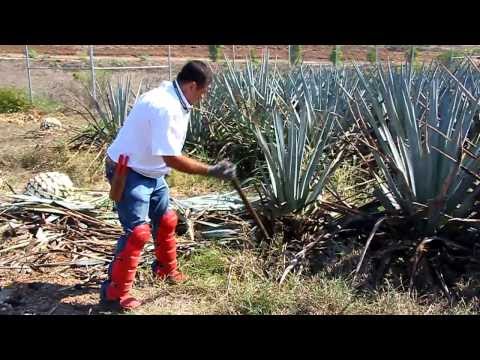 how to harvest agave