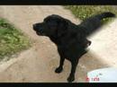 drima corriendo