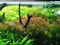 Kobukai-The Nature Aquarium Kobukai-The Nature Aquarium