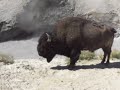 Buffalo at the Mud Volcano