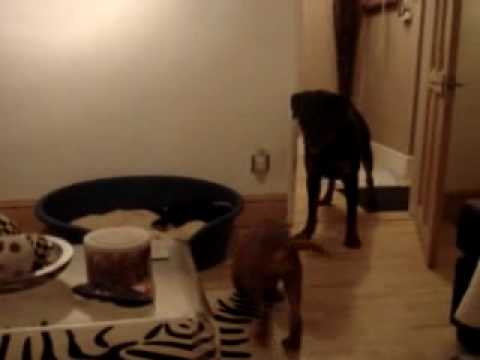 bull massive dog. Bull Mastiff attacks boy