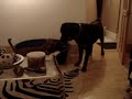 puppy bull mastiff VS Rottweiler