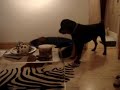 puppy bull mastiff VS Rottweiler