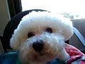 うたう犬動画