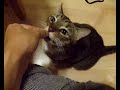 かつお節大好きトラ