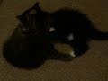 Kattungar Kattungar