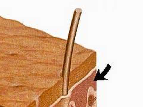 Skin: A Protective Coat