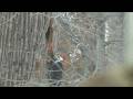 videos de Pileated Woodpecker2