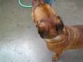 Bullmastiff video