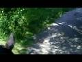 videos de Campbell Valley Park 07/26/08