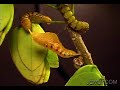 This short movie shows parts of the Cloudless Sulphur (Phoebis sennae) butterfly's life cycle in time lapse, with music composed and performed by Technician. Scenes include larvae moving around on the host plant, shedding the final skin to pupate, and finally emerging as an adult butterfly. The song is 