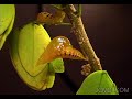 time lapse   phoebis sennae butterfly pupates emerges