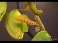 Time Lapse - Phoebis sennae Butterfly Pupates-Emerges