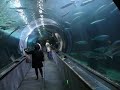 Undert The Bay - Aquarium