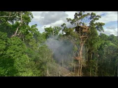 Forests - Please read the description. This is a video featuring clips of episode 4 in the BBC documentry series Human Planet with Photosynthesis by CBL playing. I hop...