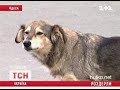 Видеоновость В Одессе бродячие псы загрызли человека
