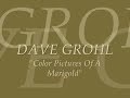dave grohl   color pictures of a marigold