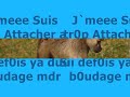 Babouin