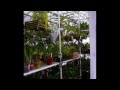 Karen's Orchids