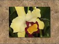 Orchids