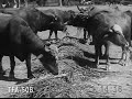 Pakistan 1954 Pakistan 1954