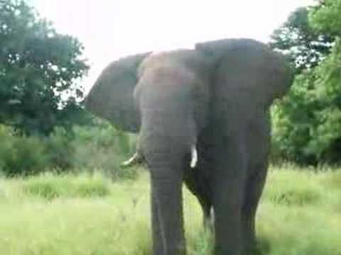 Elephant, Kruger National Park, ...