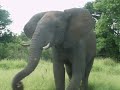 lion-encounter-at-kruger.html