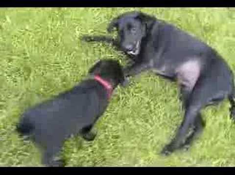 Black Lab Puppy, Moon Shadow