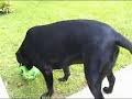 Black Lab Puppy, Moon Shadow Black Lab Puppy, Moon Shadow