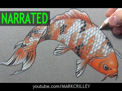 How to Draw a Fish (“Koi”): Narrated Step-by-Step