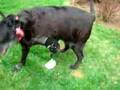 first time wearer, ebony tries her new prosthesis (www.anima
