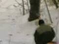 videos de con el bob en la nieve y un frontal contro el arbol