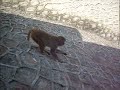Monkyyyyy!!!!!!