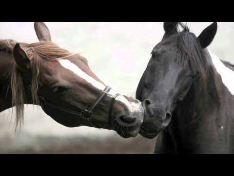 Heart of a Horse