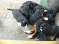 Bernese puppies with their nanny
