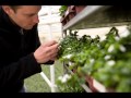 Understanding Carbon Dioxide in Garden Greenhouses