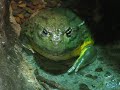 African Bullfrog is fed crickets