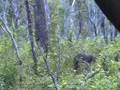 Hog Hunting (Let One Fly)