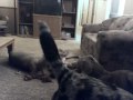 blue,sid,amica,oby,ginger and luna.AVI