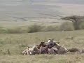 Ngorongoro Lion Pride after dinner play part1 Ngorongoro Lion Pride after dinner play part1