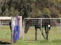 KP Elkochino Friesian Warmblood
